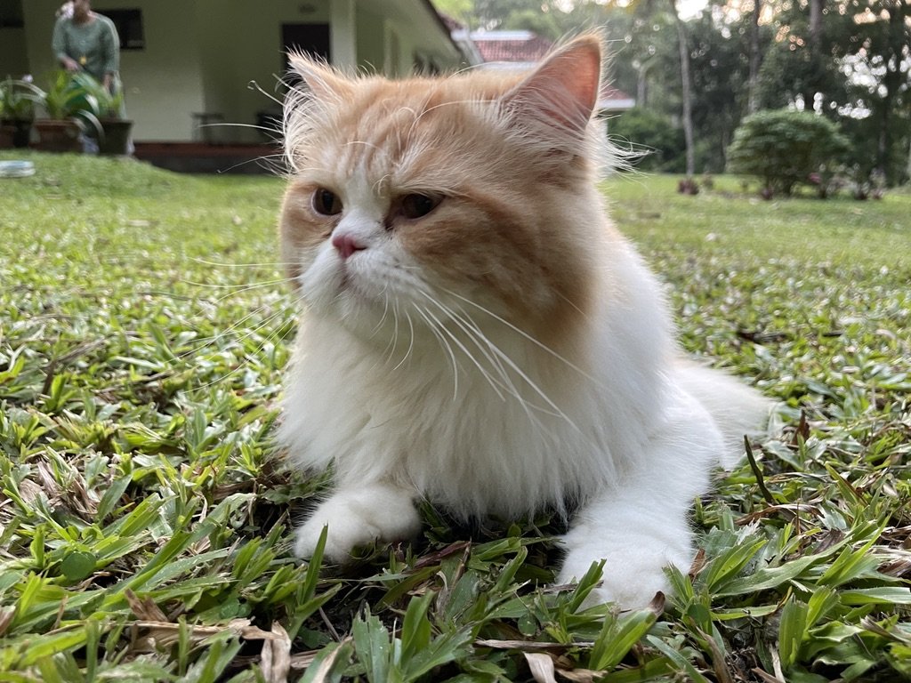 Luca, a cream and ginger Persian cat, on the lawn